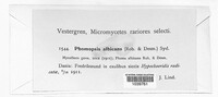 Stemphylium vesicarium image